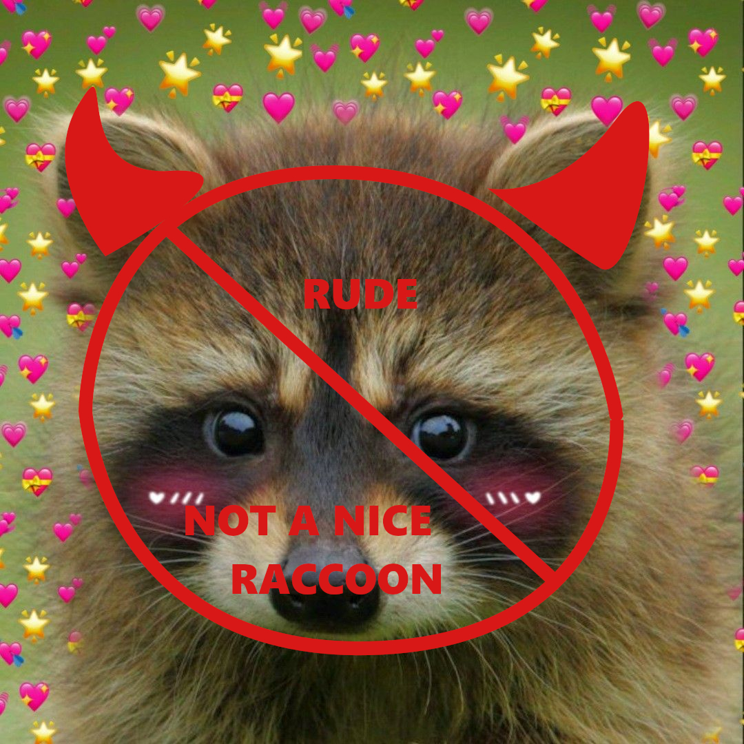 Cute Raccoon